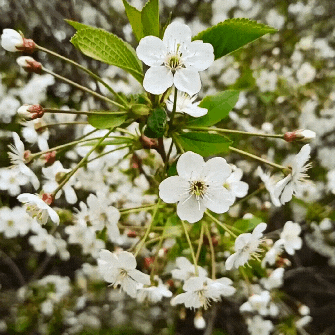 Yume no Yume Incense - Cherry Blossom