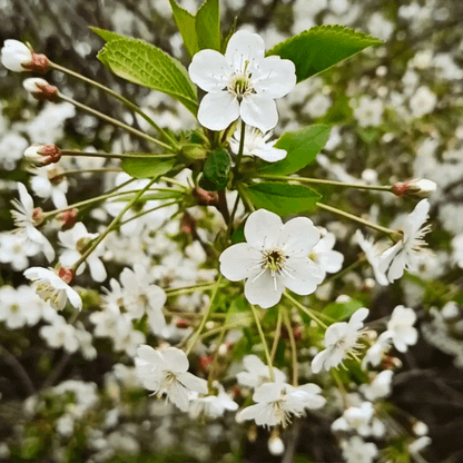 Incenso Yume no Yume - Fiori di ciliegio